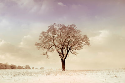 Bare tree on snow covered field against sky