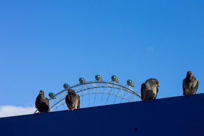 Low angle view of birds perching on blue sky