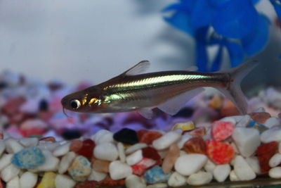 Close-up of fish swimming in sea