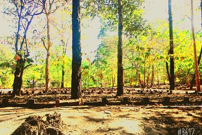 Trees in forest