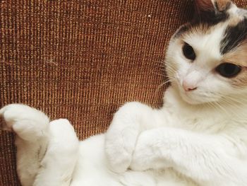 Close-up of white cat at home