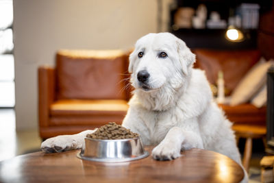 Portrait of dog sitting on table at home