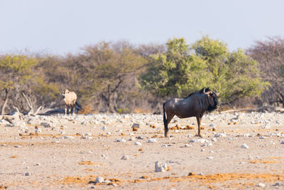 Side view of wildebeest standing on field against clear sky