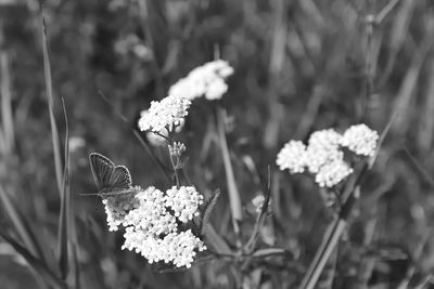 Close-up of butterfly pollinating on flower