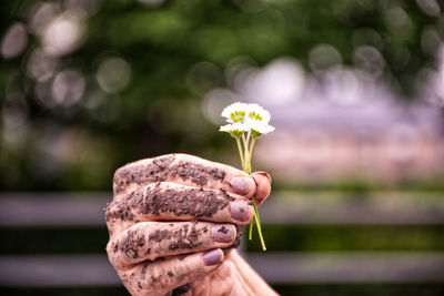 Close-up of hand holding flowering plant