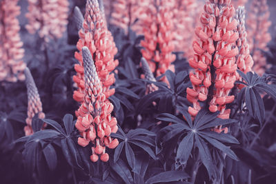 Close-up of red flowering plants