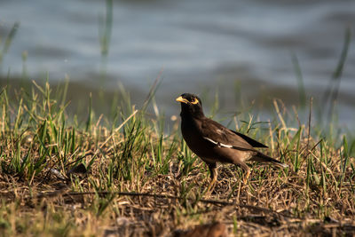 Bird perching on a field