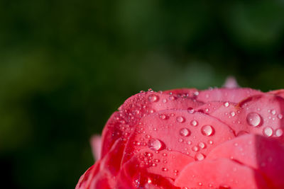 Close-up of wet pink flower 