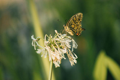 Close-up of butterfly pollinating on flower