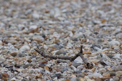 Close-up of lizard on pebbles