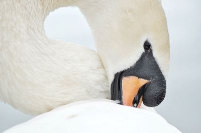 Close-up of swan