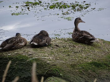 View of birds on lakeshore