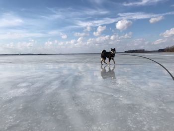 People with dog on beach against sky