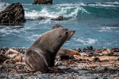 High angle view of seal on rock at beach