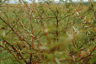 Close-up of tree in forest