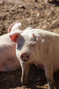 Piglet in a pasture in summer