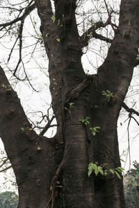 Low angle view of bare trees