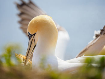 Close-up of bird