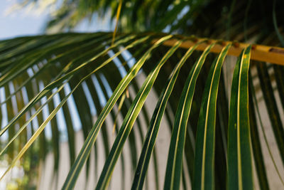 Low angle view of palm trees against sky