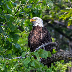American bald eagle perched on the tree branch