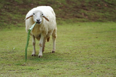 Sheep standing on field