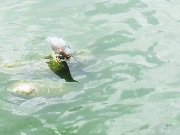 High angle view of fish swimming in lake