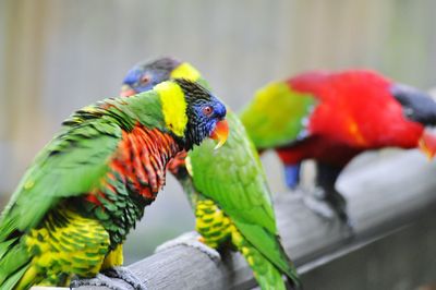 Close-up of parrot perching on branch