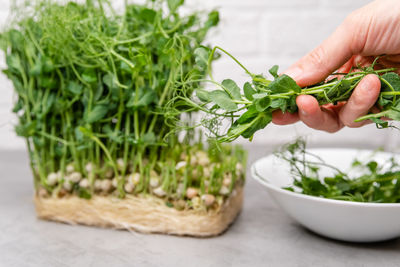 Close-up of hand holding potted plant