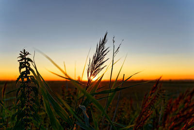 Close-up of crops growing on field against sky during sunset