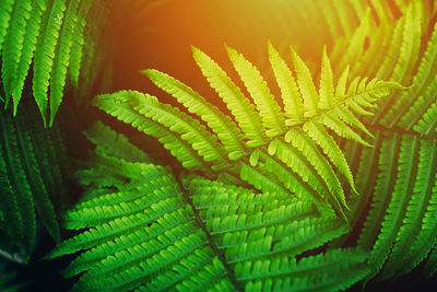 Close-up of fern leaves