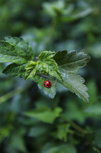 Close-up of insect on plant