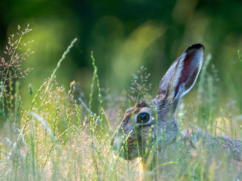 Close-up of hare on field