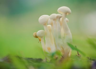 Close-up of flower against blurred background