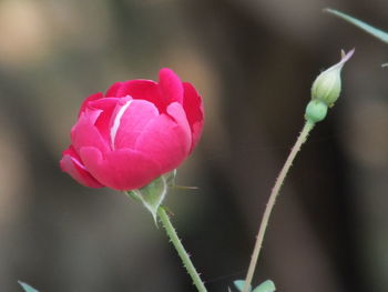 Close-up of pink rose