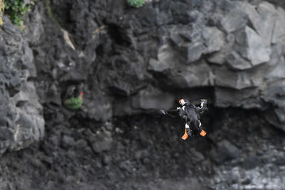 High angle view of horse on rock