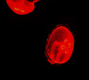 Close-up of jellyfish against black background