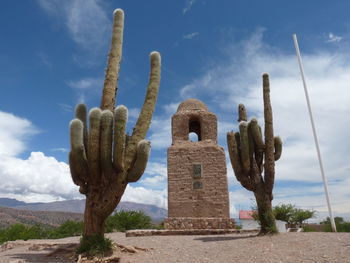 Cactus growing on field against sky