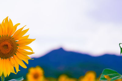 Close-up of sunflower against sky