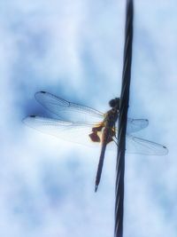 Close-up of insect against sky