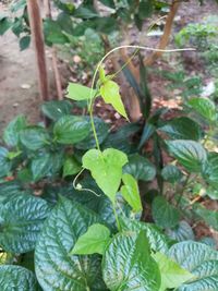 Close-up of fresh green plants
