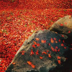 Close-up of red leaves