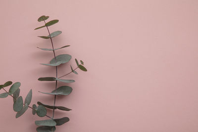 Close-up of plant against pink background