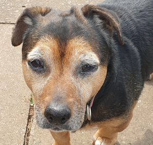 Close-up portrait of dog