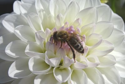 Close-up of insect on flower