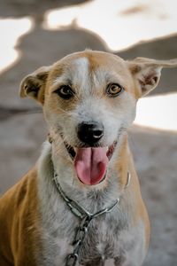 Close-up portrait of dog