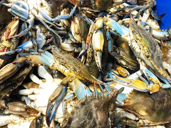 High angle view of fish for sale at market