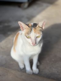 High angle view of cat looking away