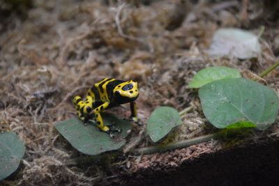 Frog black and yellow 