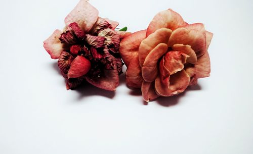 Close-up of roses against white background