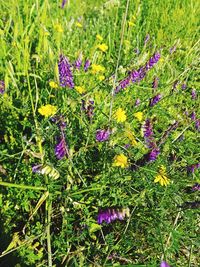 Close-up of purple flowering plants on field